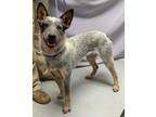 Adopt Rocket a Australian Cattle Dog / Blue Heeler