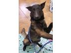 Adopt Waffles a Belgian Shepherd / Malinois