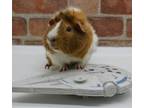 Adopt Steve a Guinea Pig