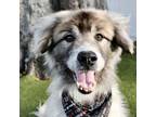 Adopt Otis a Great Pyrenees, Mixed Breed