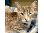 Adopt Dart a Domestic Short Hair