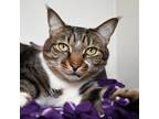 Adopt Willow a Domestic Medium Hair