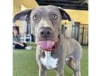 Adopt Dubai a Weimaraner