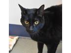 Adopt Binx a Domestic Short Hair