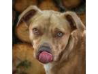 Adopt Zane a Hound, Parson Russell Terrier