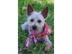 Adopt Godzilla a Yorkshire Terrier