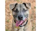 Adopt Brady a Black Mouth Cur