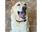 Adopt Jake a Yellow Labrador Retriever, Great Pyrenees