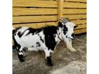 Adopt Oreo a Goat