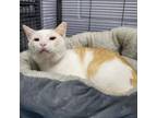 Adopt Lager 25217 a Domestic Short Hair