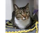 Adopt Barry 25407 a Domestic Short Hair