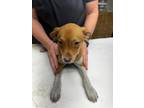 Adopt Remi a Mixed Breed