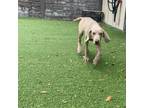 Adopt Tornado a Weimaraner