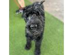 Adopt Midnight a Giant Schnauzer, Poodle