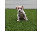 Adopt Jhett a Terrier