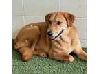 Adopt Rusty AKA Whiskey a Golden Retriever