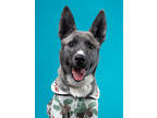 Adopt Raccoon a German Shepherd Dog, Mixed Breed