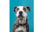Adopt Shiki a Pit Bull Terrier, Mixed Breed