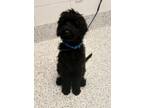 Adopt Frederick-ADOPTED a Standard Poodle, Mixed Breed