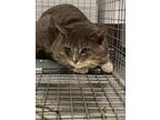 Adopt Swiper 2.0 a Domestic Short Hair