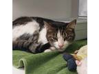 Adopt Comet (adopted) a Domestic Short Hair