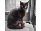 Adopt Riley a Domestic Short Hair