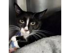 Adopt Rim a Domestic Short Hair