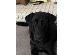 Adopt Charlie a Black Labrador Retriever, Labrador Retriever