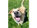 Adopt Buddy 40267 a Labrador Retriever