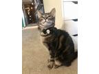 Adopt Dawn a Domestic Short Hair