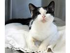 Adopt Jubilee a Domestic Short Hair