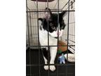 Adopt Tate a Domestic Short Hair