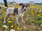 Adopt Alfalfa a Boxer, Pit Bull Terrier