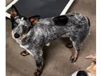 Adopt Roscoe a Australian Cattle Dog / Blue Heeler, Mixed Breed