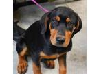 Adopt Gunner a Rottweiler, Mixed Breed