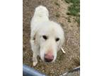 Adopt Toaster a Great Pyrenees, Mixed Breed