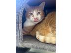 Adopt Larry a Domestic Short Hair