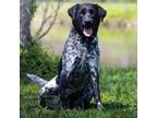 Adopt Osiris a Black Labrador Retriever, Bluetick Coonhound