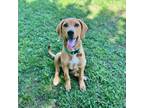 Adopt Ketchup a Coonhound, Labrador Retriever