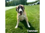 Adopt Tanner a Saint Bernard, Mixed Breed