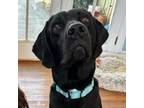 Adopt Enzo a Black Labrador Retriever, Mixed Breed