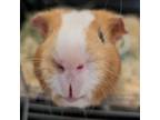 Adopt Pumpkin Spice a Guinea Pig