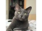 Adopt Ollie a Domestic Short Hair