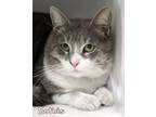 Adopt Sothis a Domestic Short Hair