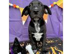Adopt Star Lord a Black Mixed Breed (Medium) / Mixed dog in Fredericksburg