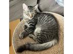 Adopt Roxanne's Kitten: Tom Sawyer 15968 a Gray or Blue Domestic Shorthair /