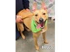 Adopt Alessia a Hound (Unknown Type) / Mixed dog in Gautier, MS (38883224)