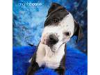 Adopt Bowser a Pit Bull Terrier