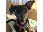 Adopt Allie a Black Labrador Retriever / Mixed dog in Washington, DC (38921025)