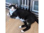 Adopt Mr. Springs a Domestic Short Hair